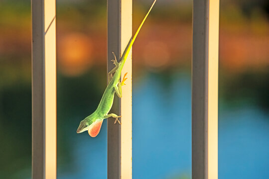 Green Anole Showing Dewlap