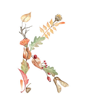 Botanical illustration of capital letter K made of autumn leaves, flowers, acorns, berries, and maple seeds. Hand-drawn watercolor illustration on transparent. Beautiful and elegant monogram