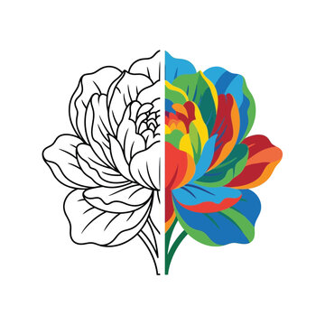Floral illustration split between line art and colorful flat vector