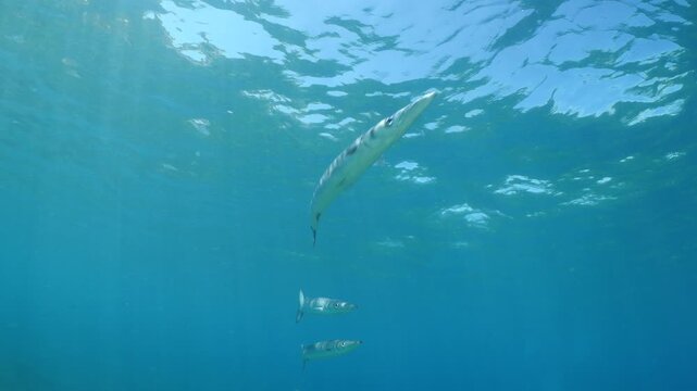 calamar scenery underwater with sun beams and sun rays swim  cephalopod loligo vulgaris