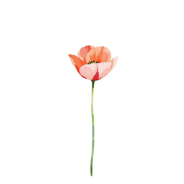 Field Poppy Watercolor Clipart PNG, Hand Painted Botanical Wildflower Illustration, Transparent Floral Element for Wedding Invitations, Cricut, Canva, Commercial Design Resource, High Resolution