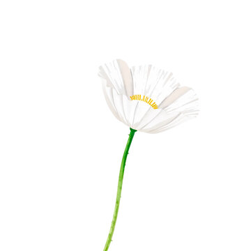 Field Poppy Watercolor Clipart PNG, Hand Painted Botanical Wildflower Illustration, Transparent Floral Element for Wedding Invitations, Cricut, Canva, Commercial Design Resource, High Resolution