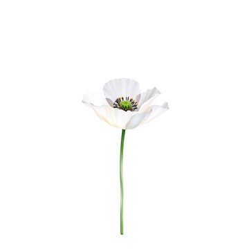Field Poppy Watercolor Clipart PNG, Hand Painted Botanical Wildflower Illustration, Transparent Floral Element for Wedding Invitations, Cricut, Canva, Commercial Design Resource, High Resolution