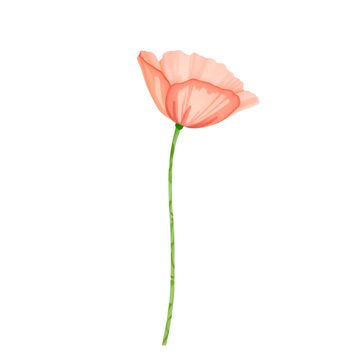 Field Poppy Watercolor Clipart PNG, Hand Painted Botanical Wildflower Illustration, Transparent Floral Element for Wedding Invitations, Cricut, Canva, Commercial Design Resource, High Resolution