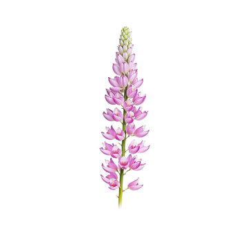Lupine Watercolor Clipart PNG, Hand Painted Botanical Wildflower Illustration, Transparent Floral Element for Wedding Invitations, Cricut, Canva, Commercial Design Resource, High Resolution