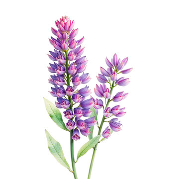 Lupine Watercolor Clipart PNG, Hand Painted Botanical Wildflower Illustration, Transparent Floral Element for Wedding Invitations, Cricut, Canva, Commercial Design Resource, High Resolution