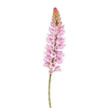 Lupine Watercolor Clipart PNG, Hand Painted Botanical Wildflower Illustration, Transparent Floral Element for Wedding Invitations, Cricut, Canva, Commercial Design Resource, High Resolution