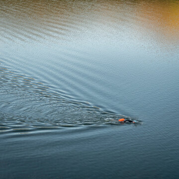 open water swimmer with a swim buoy on a calm lake
