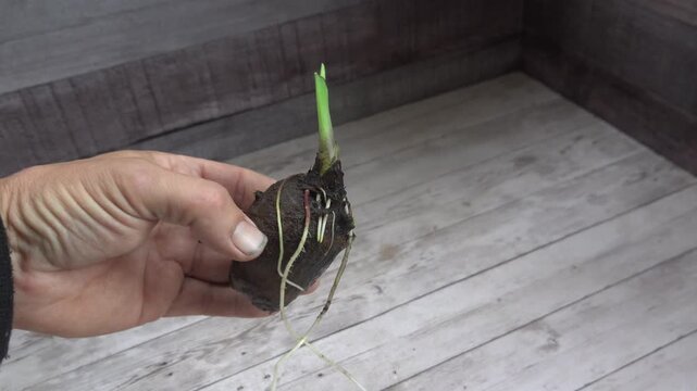 Close up of a man hands holding a sprouted taro bulb with roots ready for planting in an organic family garden