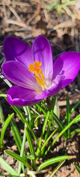 purple crocus flower