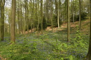 Fototapeta premium la végétation au printemps avec tapis de jacinthes sauvages sur les pentes au bois de Halle (Brabant Flamand) 