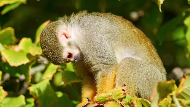 Squirrel Monkey Climbing in Zoo Habitat on a Sunny Summer Morning | 4K Wildlife Footage