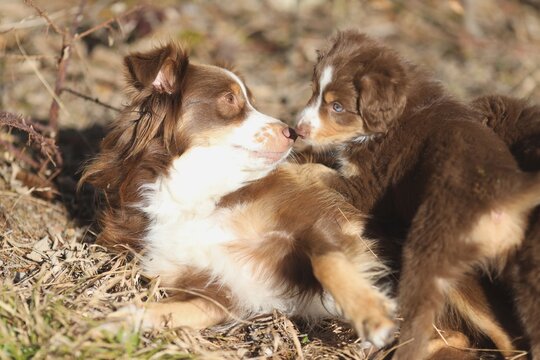 Mini Aussie