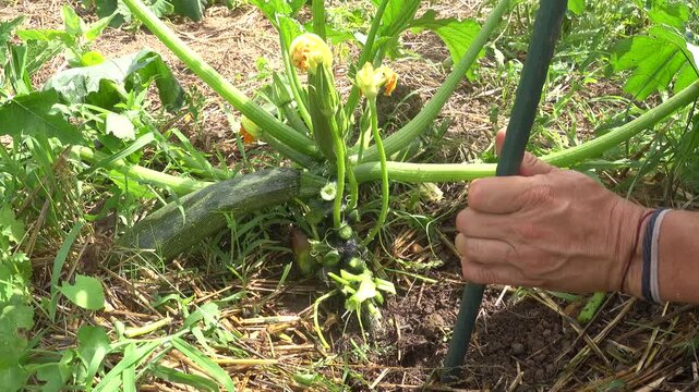 Gardener staking a pruned zucchini plant to improve growth