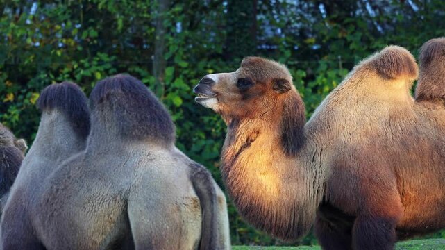 The Bactrian camel, Camelus bactrianus is a large, even-toed ungulate native to the steppes of Central Asia. The Bactrian camel has two humps on its back