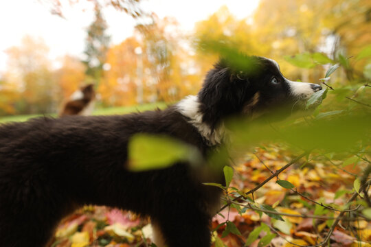 Black and white dog is looking at the camera through a leafy branch