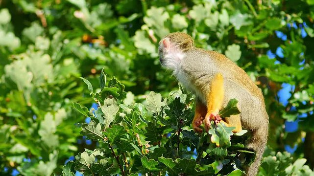 Squirrel Monkey Climbing in Zoo Habitat on a Sunny Summer Morning | 4K Wildlife Footage