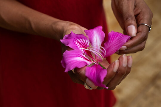 closeup of female hands holding pink flower, purity and beauty