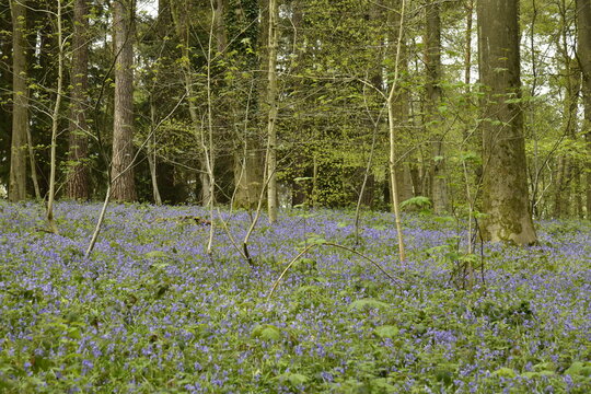 Tapis de jacinthes sauvages parmi la v&eacute;g&eacute;tation dense au bois de Halle (Brabant Flamand) 