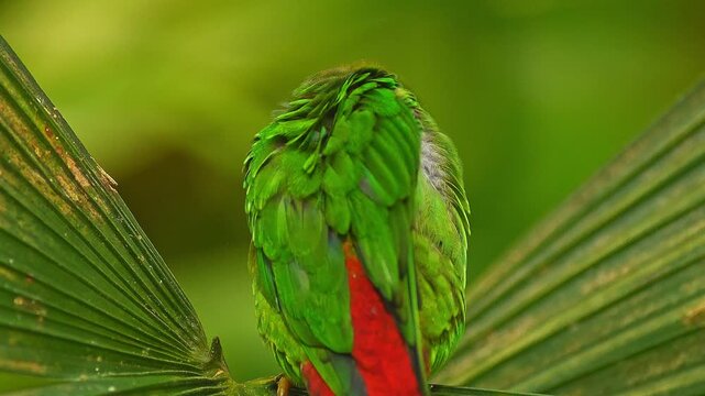 Blue-crowned Hanging Parrot Preening in Zoo Habitat on a Sunny Summer Morning | 4K Wildlife Footage