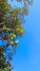 Fototapeta premium bird on a branch