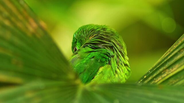 Blue-crowned Hanging Parrot Preening in Zoo Habitat on a Sunny Summer Morning | 4K Wildlife Footage