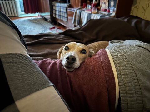 A cute dog laid its head on its owner lying in bed.