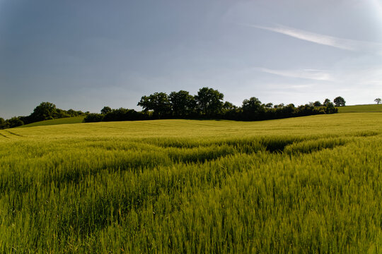 Lush Green Grain Field Under Clear Blue Sky in Neustadt an der Aisch, Bavaria