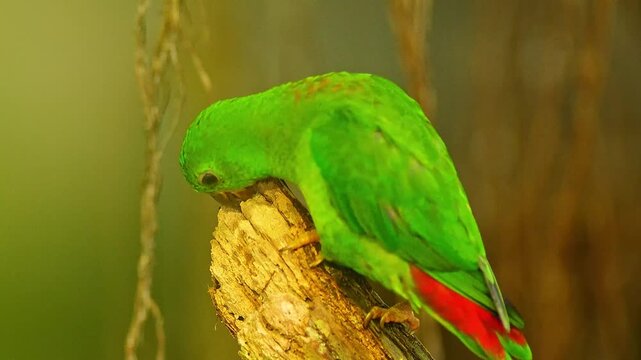 Blue-crowned Hanging Parrot Preening in Zoo Habitat on a Sunny Summer Morning | 4K Wildlife Footage