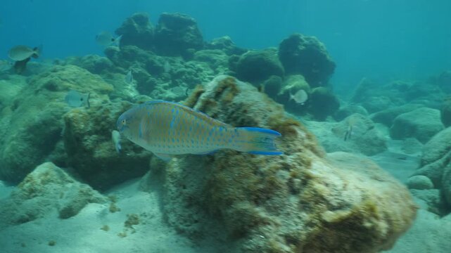 tropic blue green  parrot fish in mediterranean sea lessepsian fish underwater