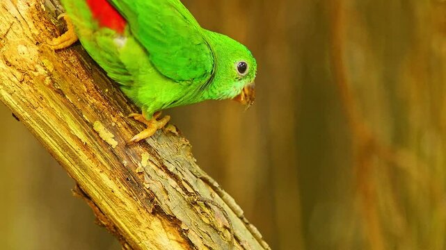 Blue-crowned Hanging Parrot Preening in Zoo Habitat on a Sunny Summer Morning | 4K Wildlife Footage