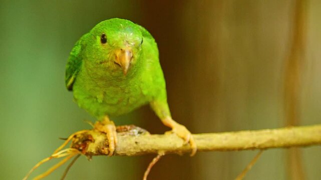 Blue-crowned Hanging Parrot Preening in Zoo Habitat on a Sunny Summer Morning | 4K Wildlife Footage