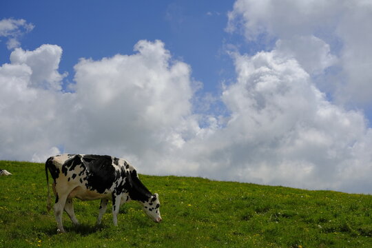 Holstein cow grazing on green grass hill under blue sky