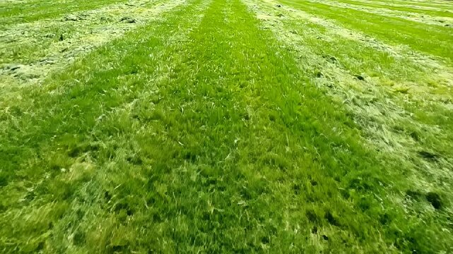 Freshly mowed green lawn with diagonal stripes.