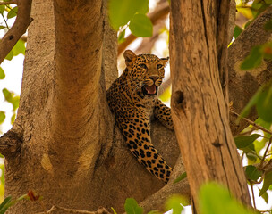 Leopard on a tree © Subir