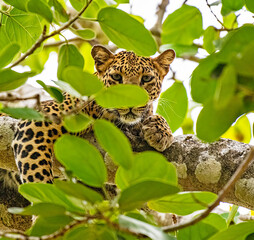 Leopard on a tree © Subir