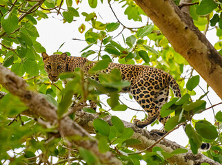 Leopard on a tree © Subir