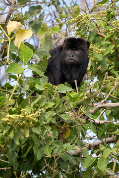 Black Howler Monkey - Alouatta caraya, beautiful long tailed black primate from South American tropical forests, Pantanal, Brazil.