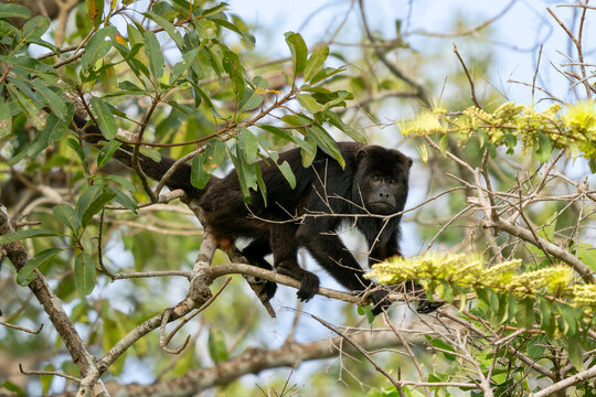 Black Howler Monkey - Alouatta caraya, beautiful long tailed black primate from South American tropical forests, Pantanal, Brazil.