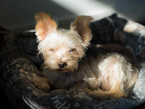 Relaxed dog is resting in its bed 