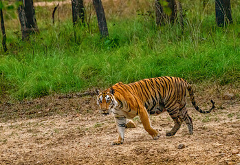 Fototapeta premium Bengal tiger