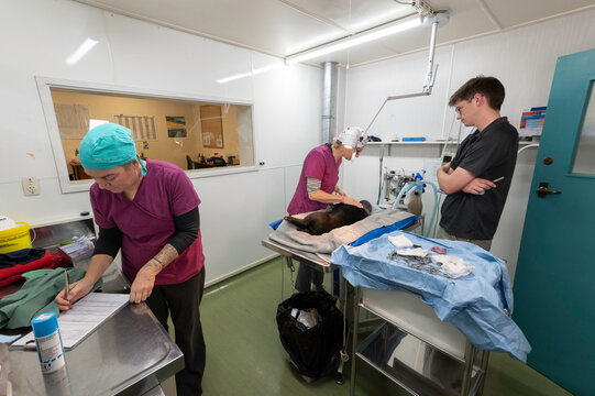 Sterile swine surgery: castration of a Captain Cooker