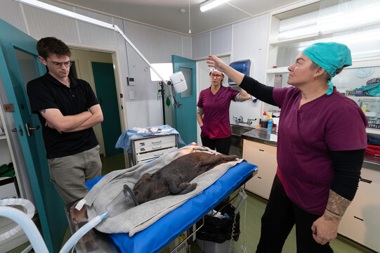 Sterile swine surgery: castration of a Captain Cooker