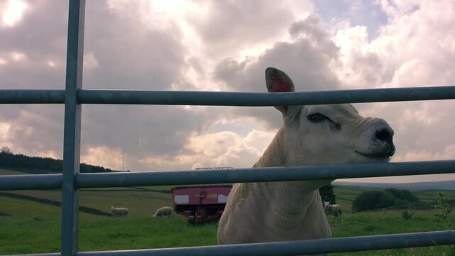 Texel sheep looks through gate 