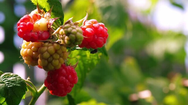 Wild Raspberry bush growing in garden