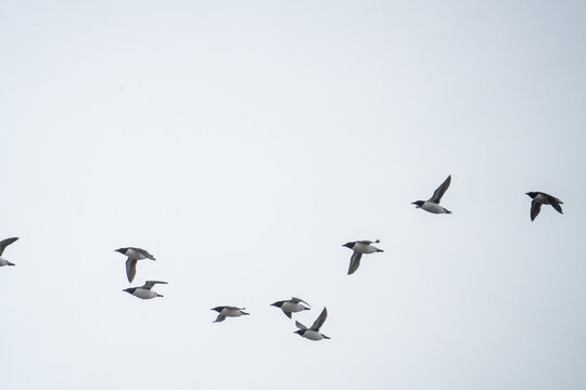 Flock of Thick-billed murres (Uria lomvia) in flight in Gnalodden, Svalbard, Norway