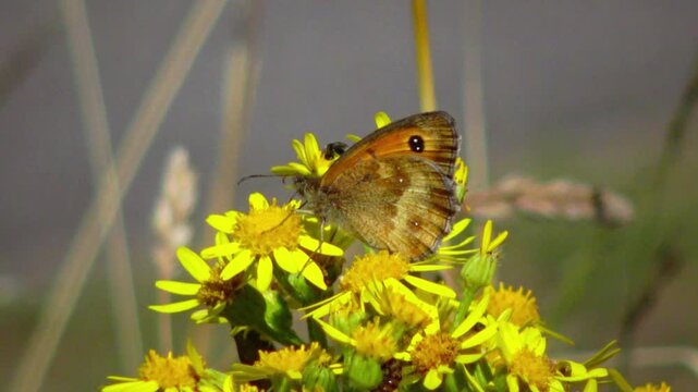 Butterflies collecting nectar from Jacobaea vulgaris (common ragwort) on the North Sea coast, Netherlands.