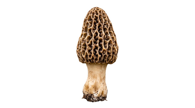 Fresh wild morel mushroom Morchella esculenta isolated on pure white background, delicious edible spring fungus specimen