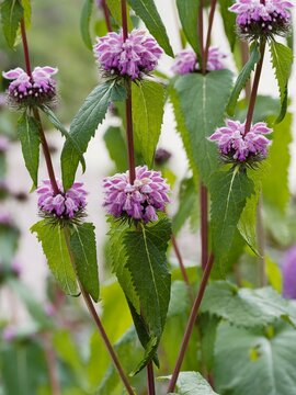 Jerusalem tuberous sage or sage-leaf mullein (Phlomis tuberosa) Compact, upright clump of pinkish-purple, hairy flowers  in whorls on sturdy stems with hairy, heart-shaped leaves with toothed edges