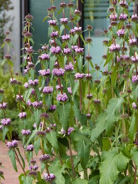 Phlomis tuberosa 'Amazone' | Sage-leaf mullein adorned with clusters of pink flowers dotted with purple in spike on upright robust stems bearing triangular deep green hairy leaves with toothed margins